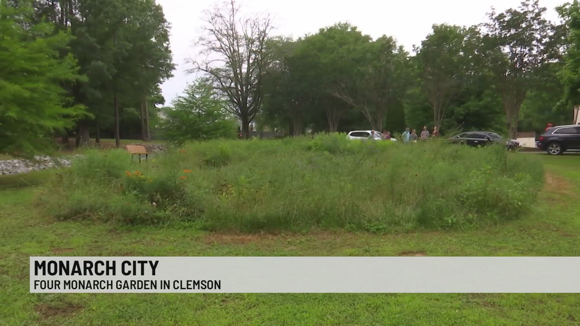 clemson-is-one-of-three-monarch-cities-in-south-carolina