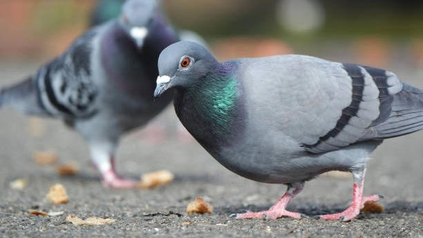 No more Pigeons: 5 simple tricks to keep them off your balcony naturally