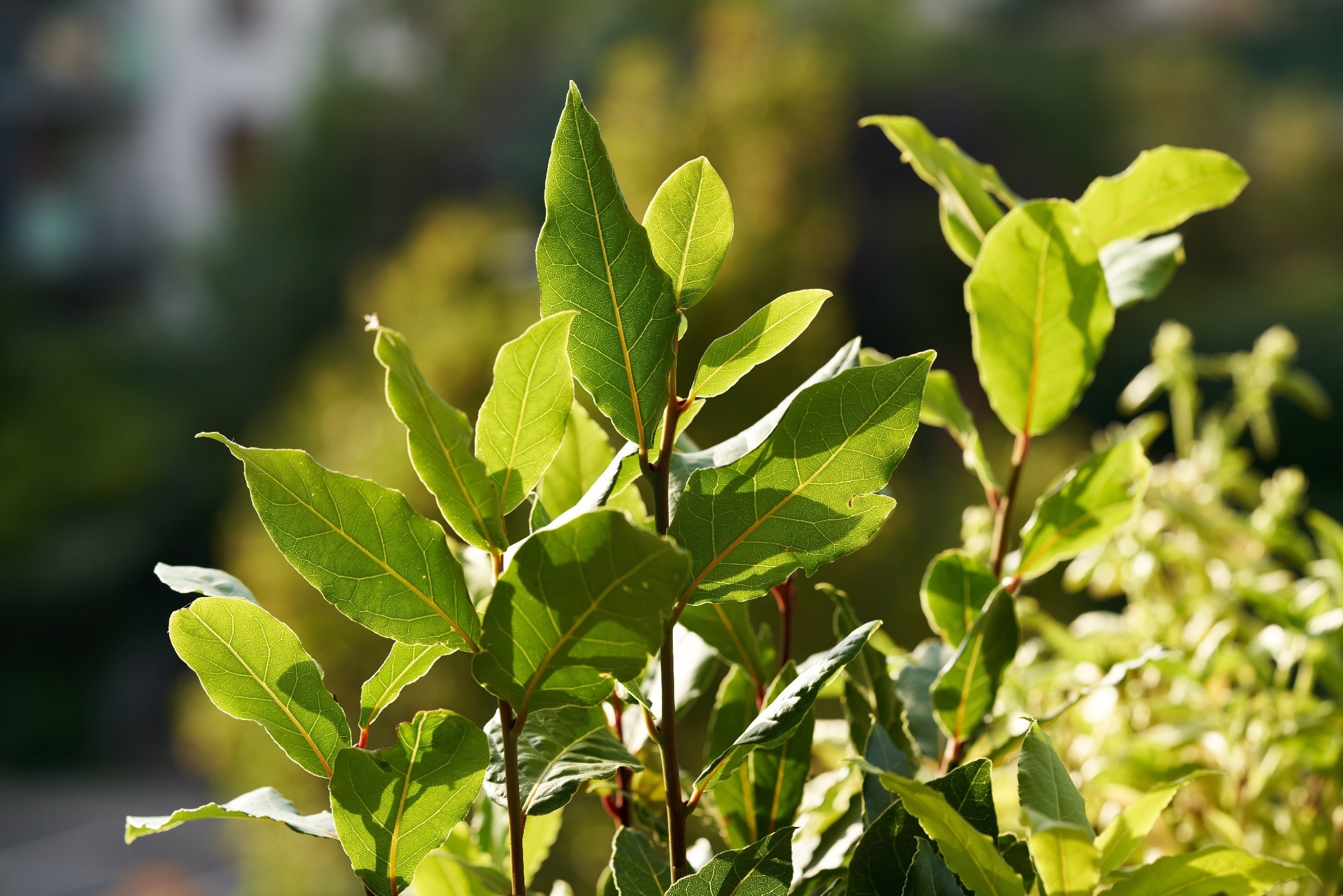 Green Laser Synthesis of Fluorescent Carbon Dots from Bay Leaves
