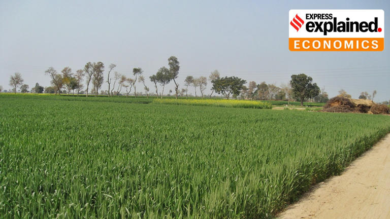 Wheat fields in Punjab, Pakistan.