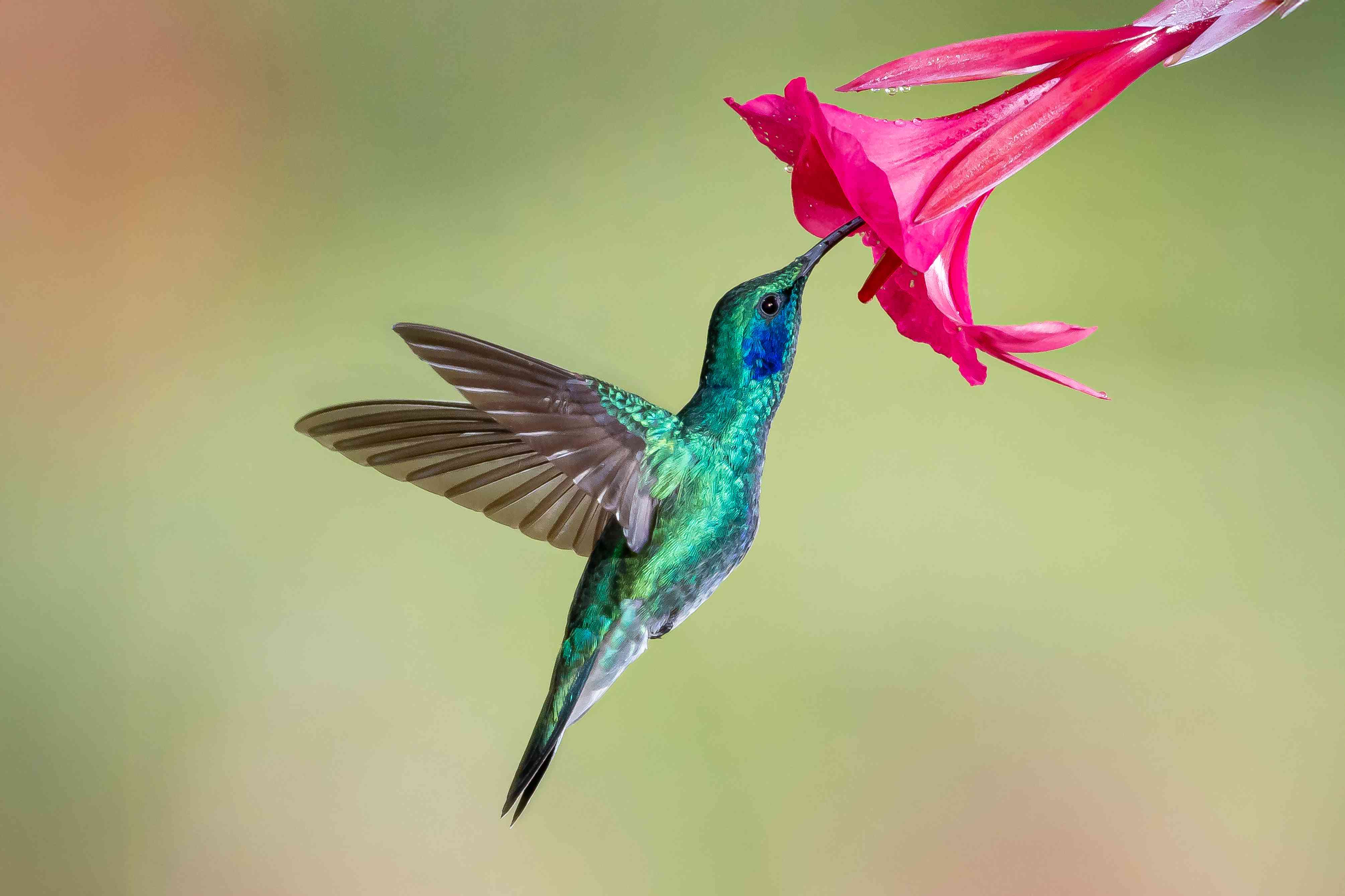 Hummingbirds can't resist this vibrant flower—and why garden experts ...