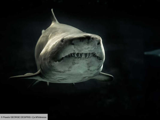 Les requins sont-ils plus vieux que les dinosaures ?