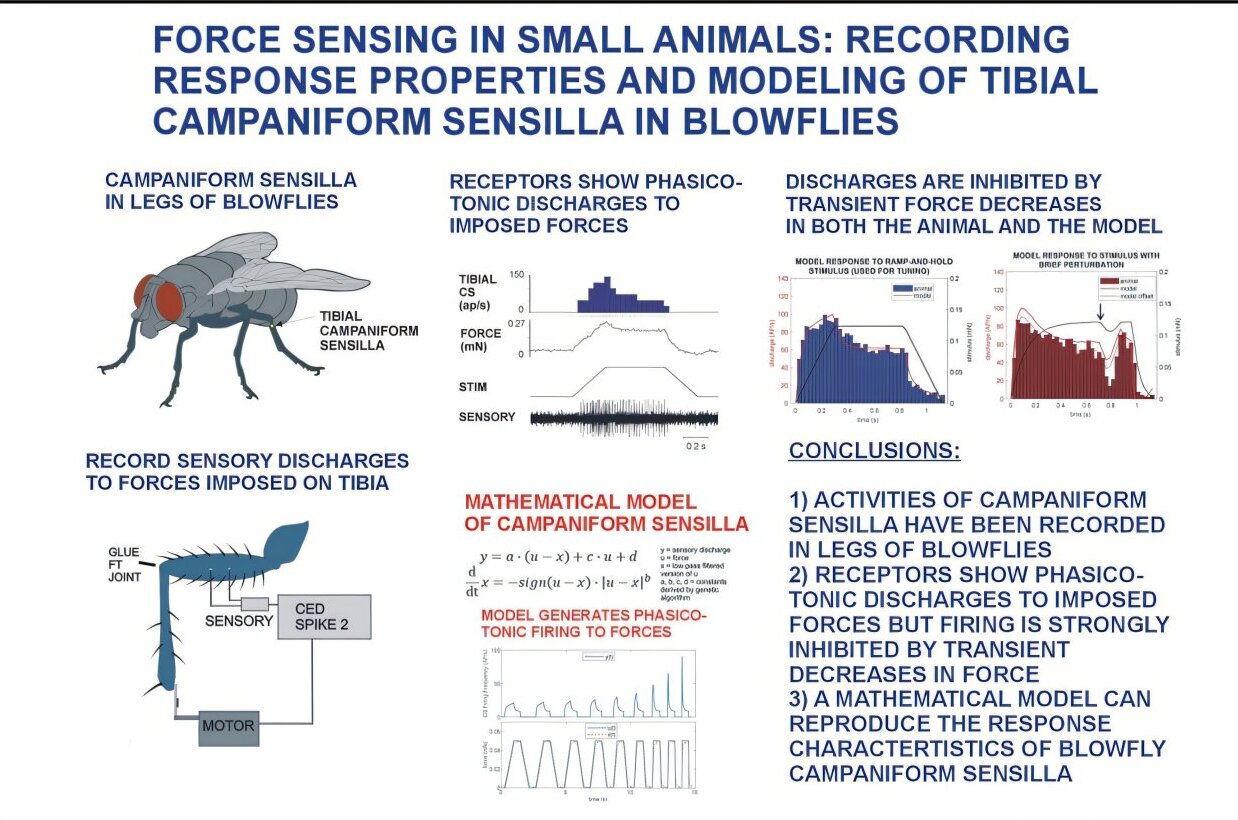 Biomechanics study reveals how tiny insects detect force