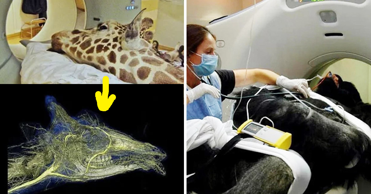 22 Fascinating Photos of Animals Getting CT Scans That Look Straight ...