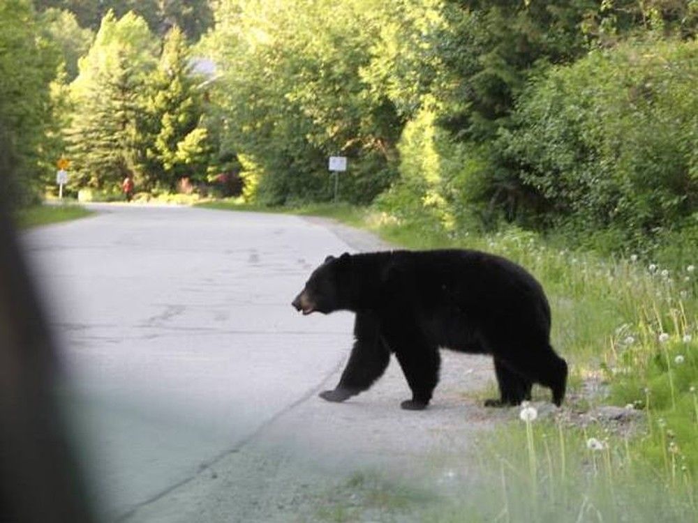 Five black bear cubs near Williams Lake orphaned after mother shot