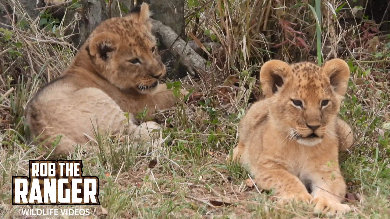 Watch adorable lion cubs play together on a wild safari