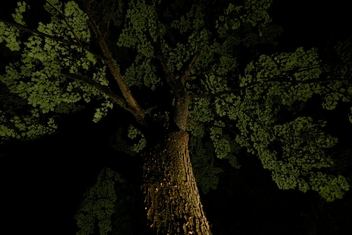 grandfather sacrifices his life to save twin granddaughters(01)