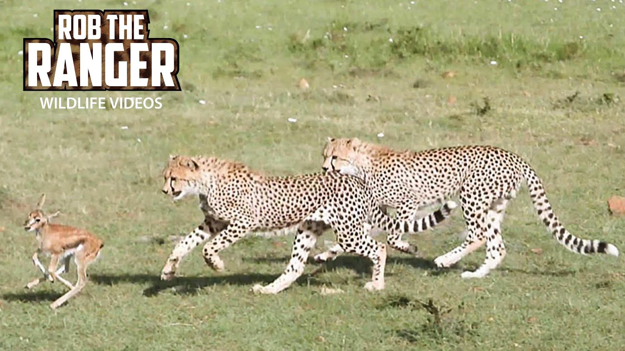Watch playful cheetah cubs practice hunting prey on wild safari