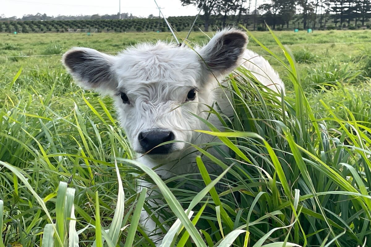 Cow Who's 'Cracked the Code for a Carefree Life’ Is Truly Living the Dream
