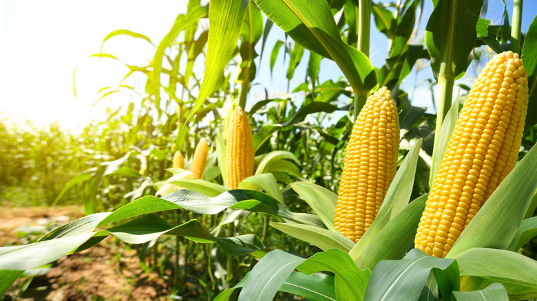 Grow Tasty Sweet Corn In Your Garden With These Helpful Tips