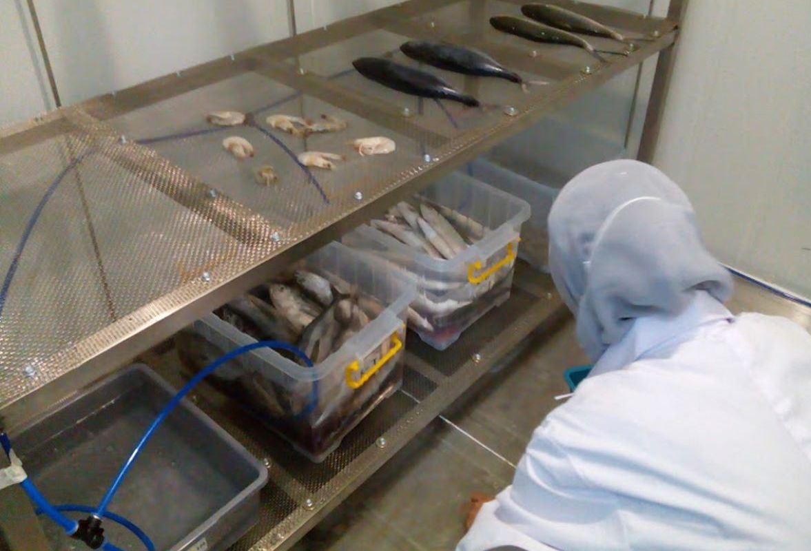 Teknologi Ozon: Peneliti UNDIP Mendukung Nelayan Indonesia Tingkatkan Kualitas dan Nilai Jual Ikan