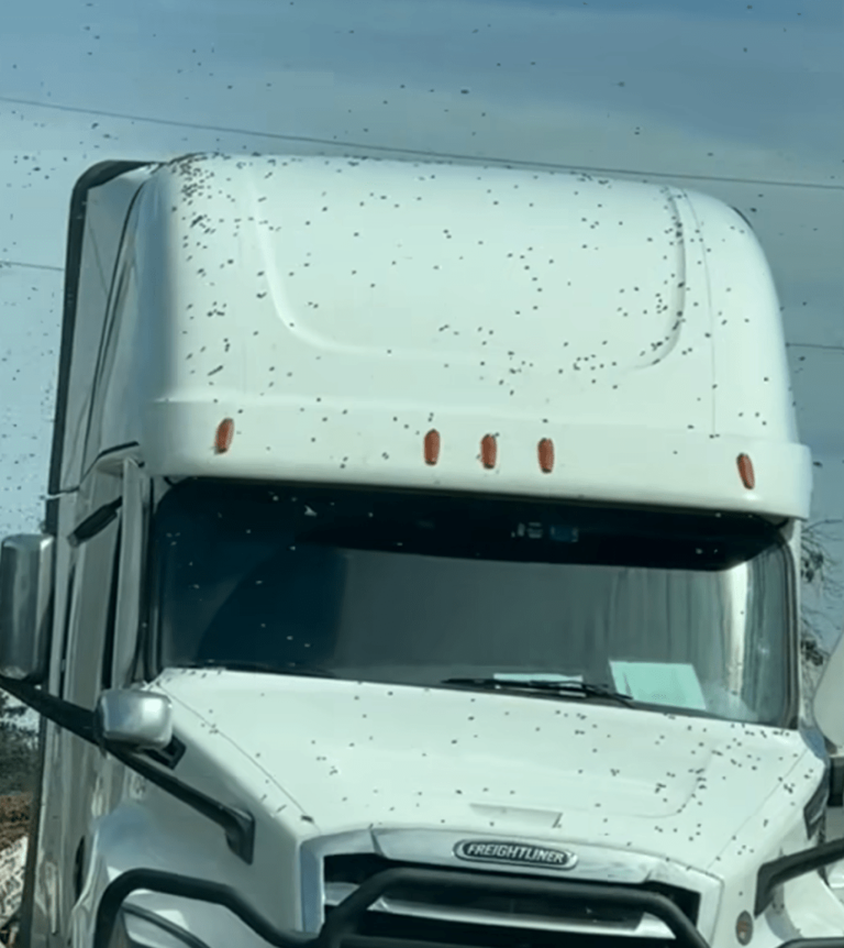 250 million bees escape after semitruck overturns in Washington State