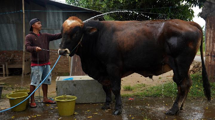 Mengenal Jenis-jenis Sapi untuk Hewan Kurban