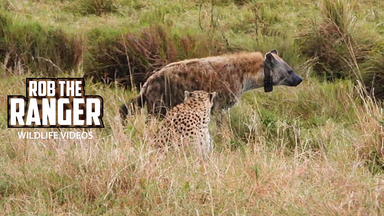 Hyenas disturb cheetah family during hunting attempt