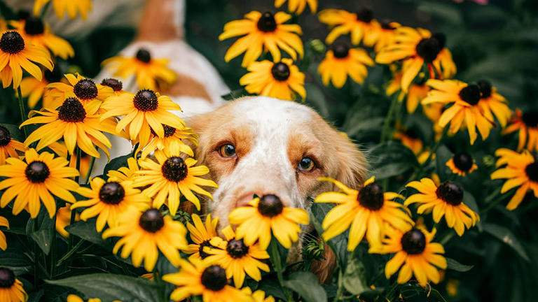 Zorg voor bloemen in je tuin voor bijen en wespen - Photo by Jana Briede - Unsplash