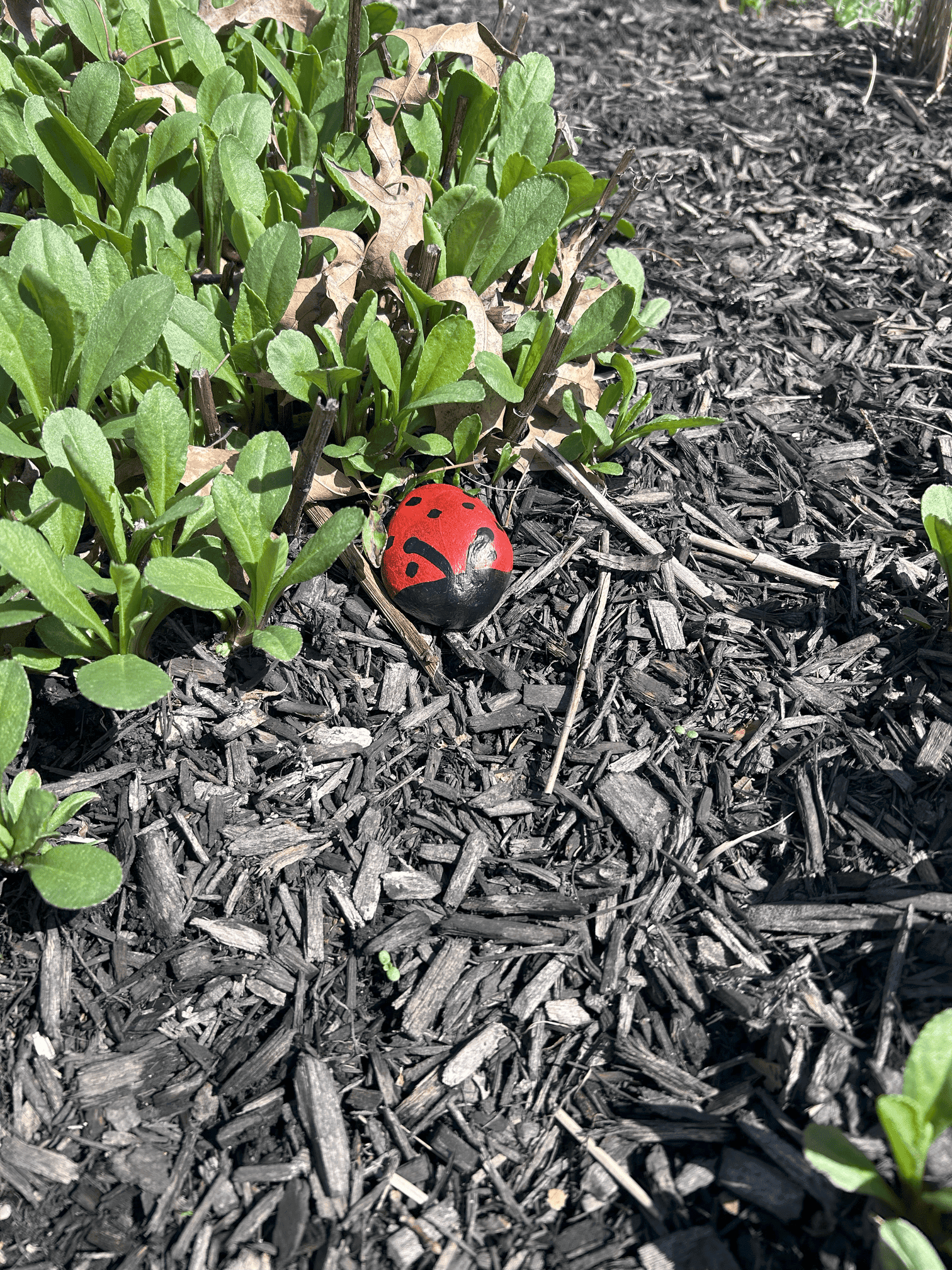 Central Ohio kids to participate in The Great Ladybug Hunt in June