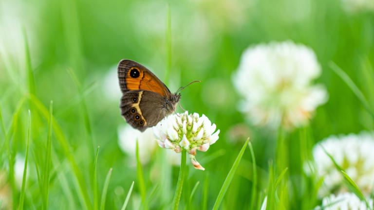 11 Underrated Butterfly Host Plants You Can Grow