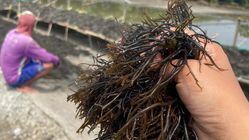 Terbongkar! Manfaat Laut untuk Kesehatan Tubuh