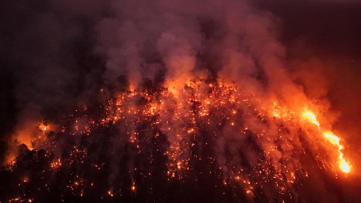 Kebakaran hutan meningkat pada tahun 2024, dan luas hutan tropis berkurang dua kali lipat