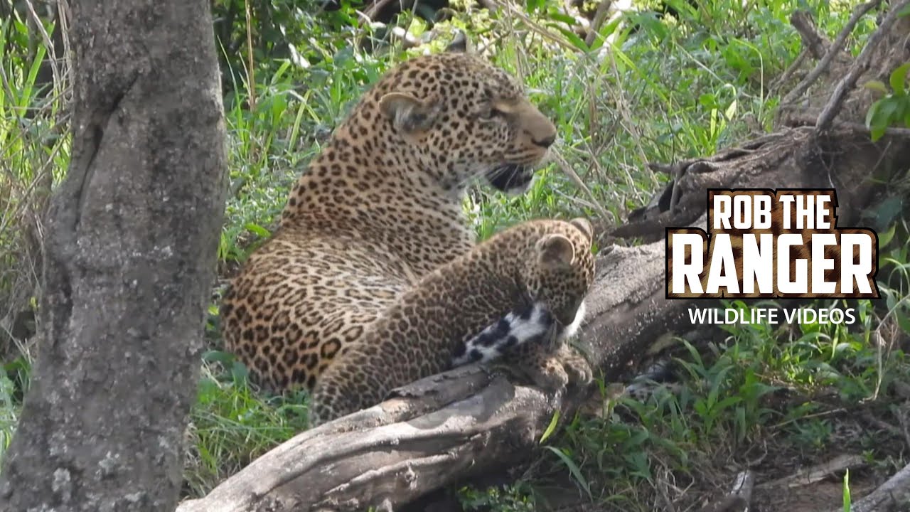 Watch a playful leopard cub explore the wild safari grounds