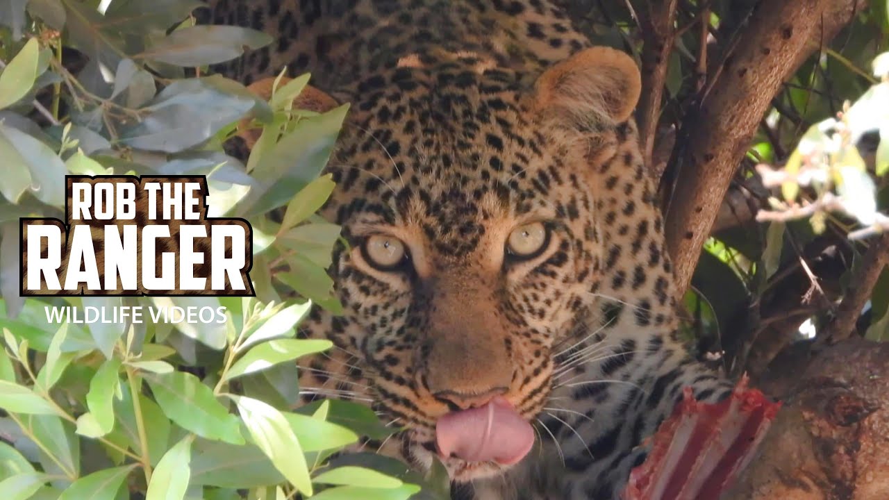 Cheetah Family Observing Potential - AA1FTX1l.img