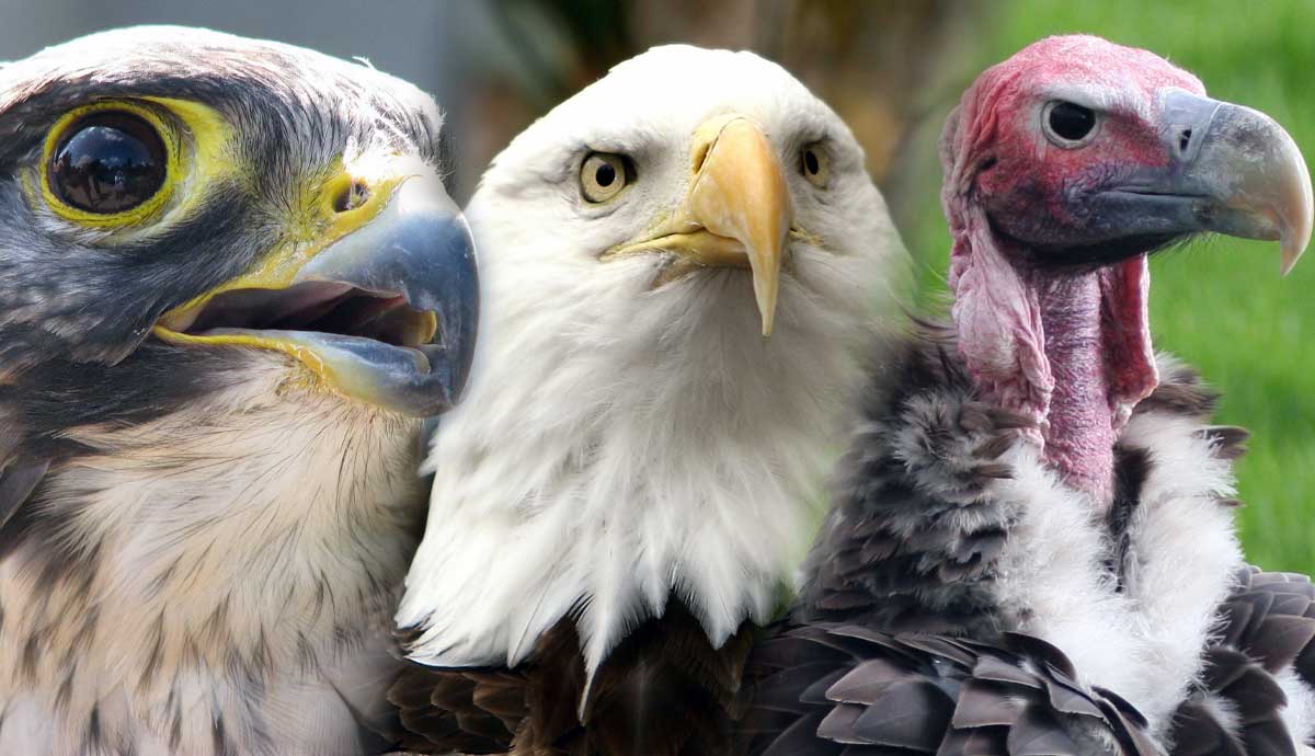 Falcons vs. Eagles vs. Vultures: What’s the Difference?