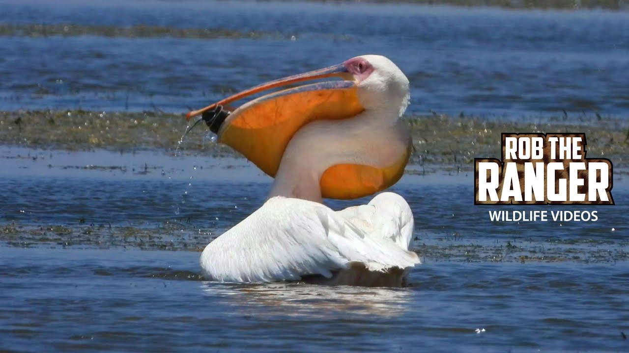 Great white pelican struggles to swallow giant fish in Amboseli