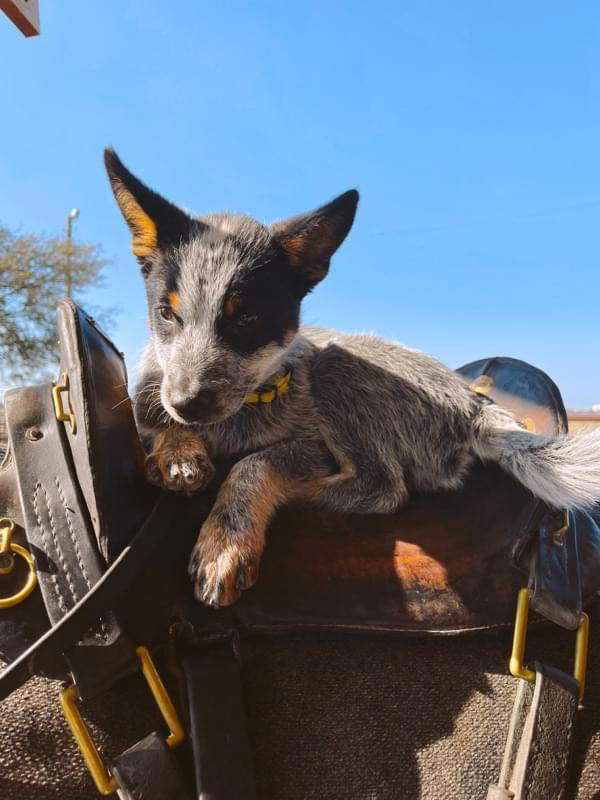 Doc Holliday has been part of the 1st Cavalry Division's detachment since he was a puppy. (1st Cavalry Division, U.S. Army)