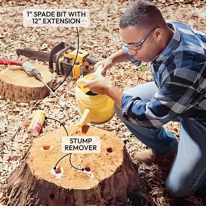 Tree stump removal guide: How to remove a tree stump painlessly