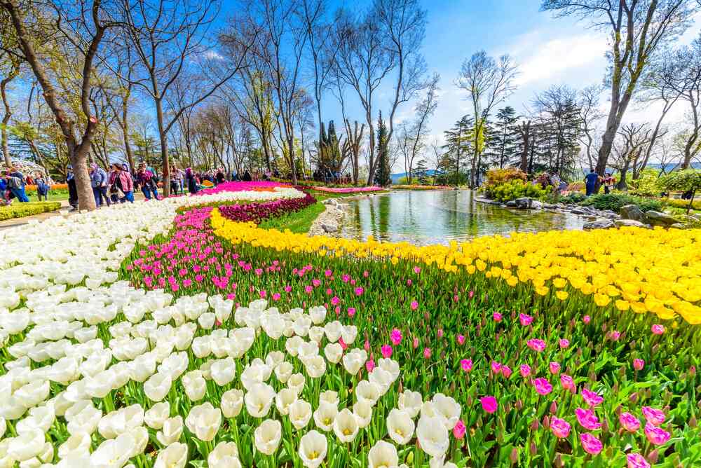 Delhi in Full Bloom: Everything You Need to Know About Tulip Festival 2025