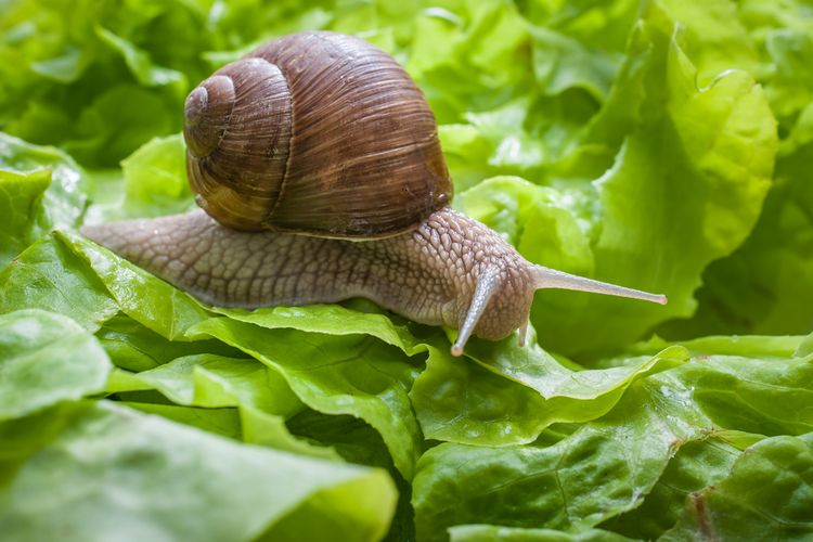 7 penyebab daun tanaman berlubang dan cara ampuh mengatasinya