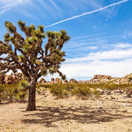 Fire Threatens Part of Joshua Tree National Park