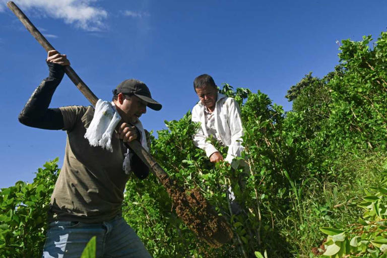 Farmers Nicolas and Alirio Caicedo have received a first payment of some $300 to eradicate their coca crops. Photo: JOAQUIN SARMIENTO / AFP Source: AFP