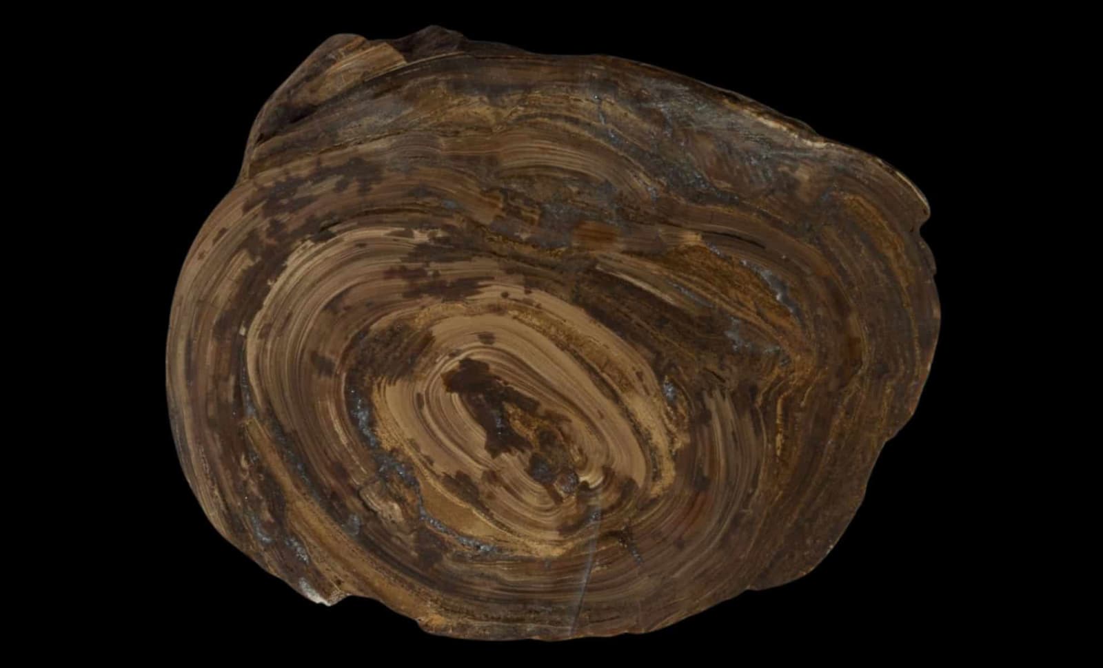 Scientists Stumble Upon The World’s Oldest Stomach Stone Fossil