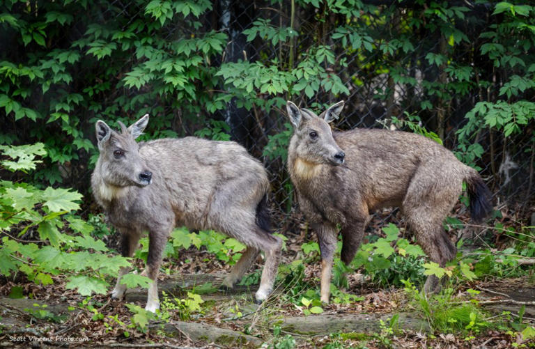 Rare chinese gorals newest additions to beardsley zoo