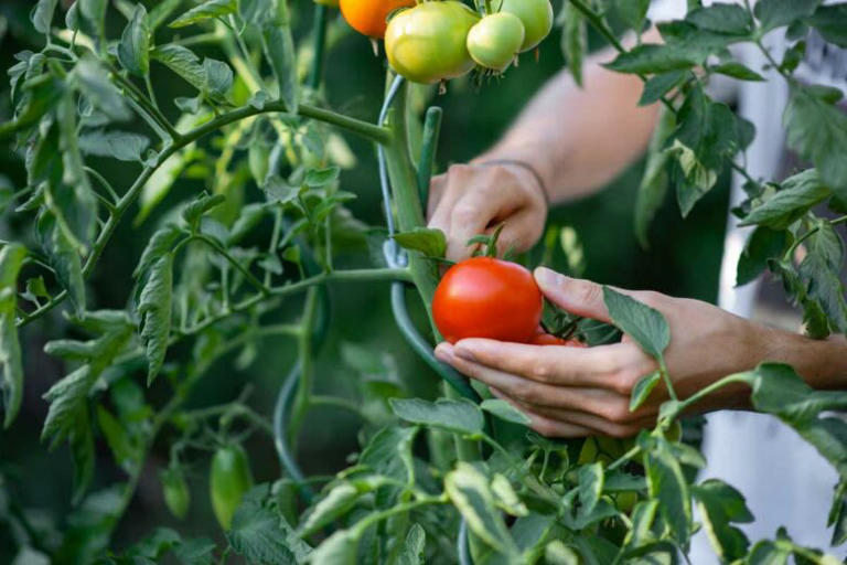 Les 12 astuces de mon jardinier pour avoir beaucoup de tomates sur un seul  pied