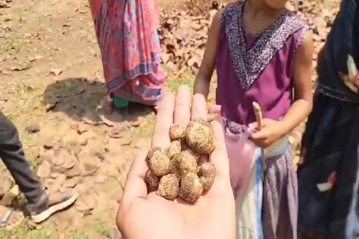 Boda Mushroom Price: मानसून की एंट्री के साथ दिखने लगा 'काला सोना'.. 2000 रुपये प्रति किलो है कीमत, मिलते हैं कई गजब के फायदे