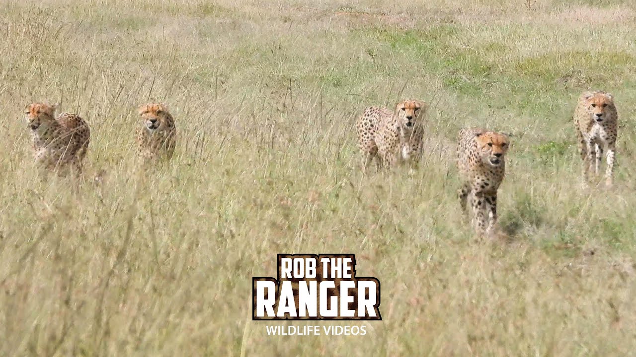 Tano Bora cheetah coalition prepares before splitting their group