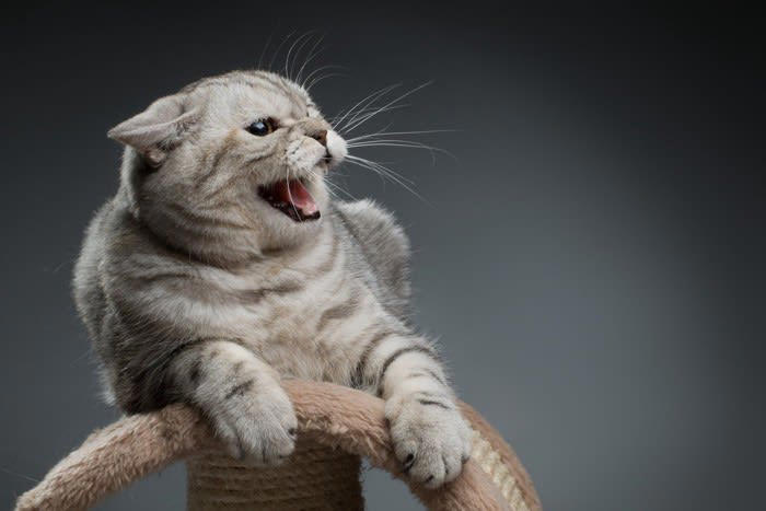 『パニックになっている猫』への間違った対応、3つのNG行為 我を忘れるきっかけになるシーンもご紹介