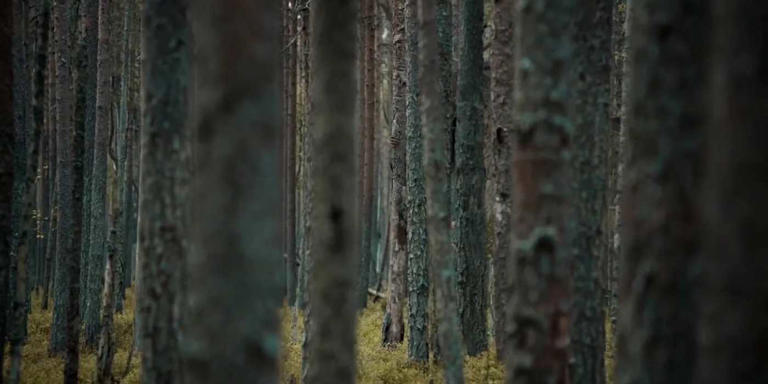 Netflix's The Ritual introduced the most terrifying horror movie monster