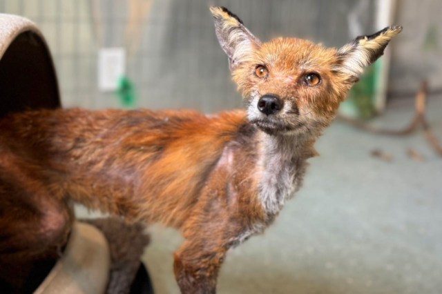 Veterinarians stunned after finding fox in heartbreaking predicament ...