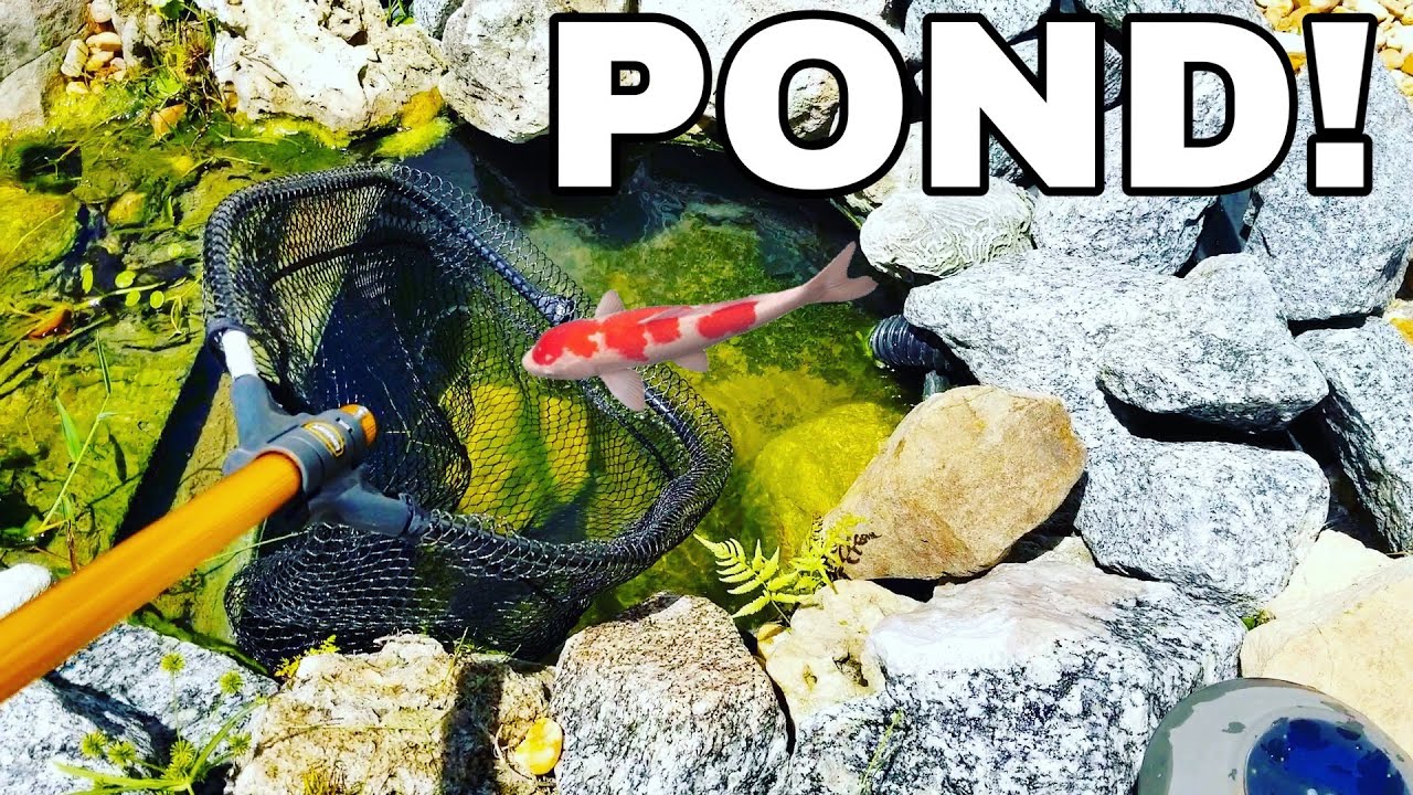 Searching for Hidden Rainbowfish in Our Backyard Pond