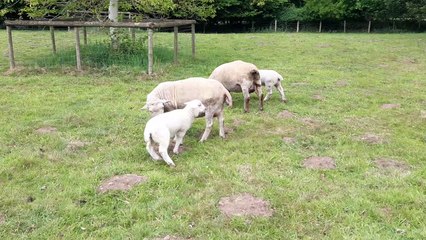 Lambs at Northycote Farm.