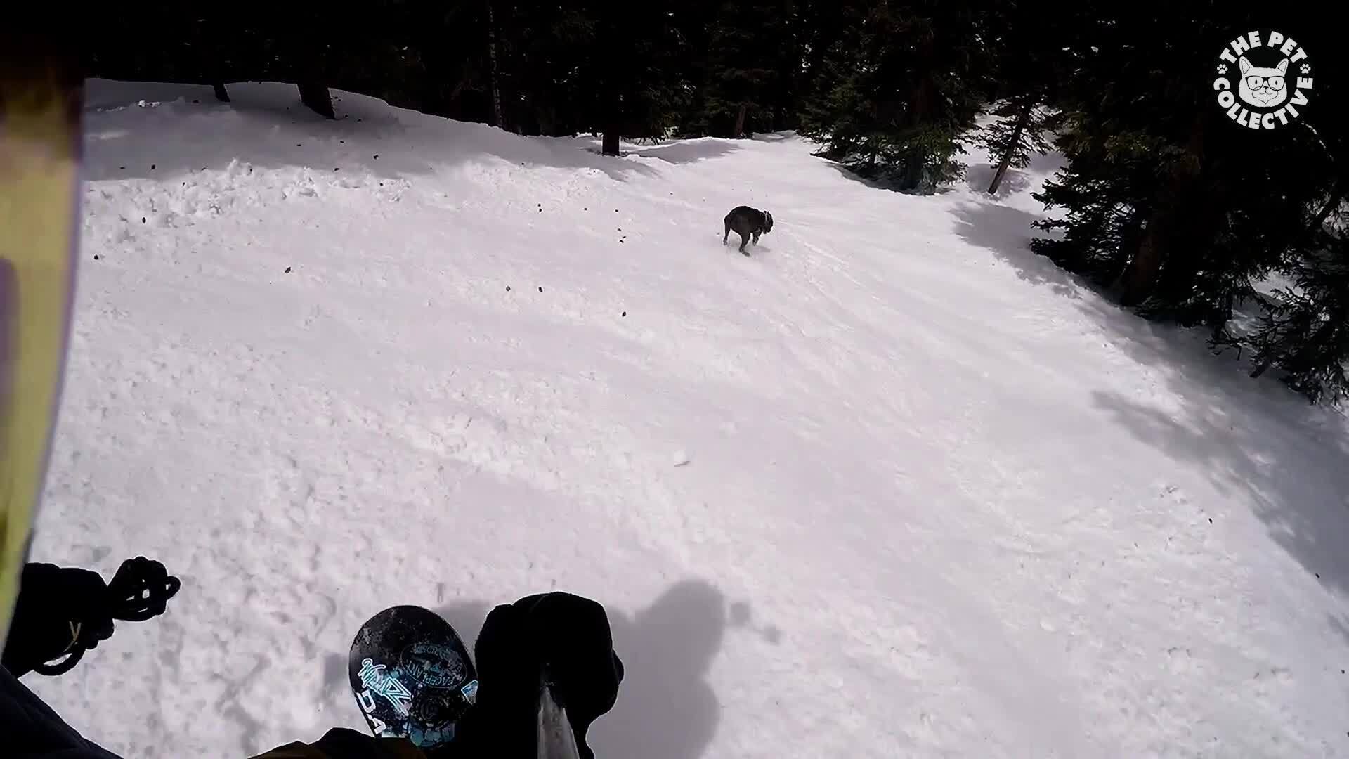 Excited Pit Bull Runs Through Snow