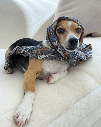 Ellen DeGeneres and Portia de Rossi's Dog Augie Dies 12 Years After