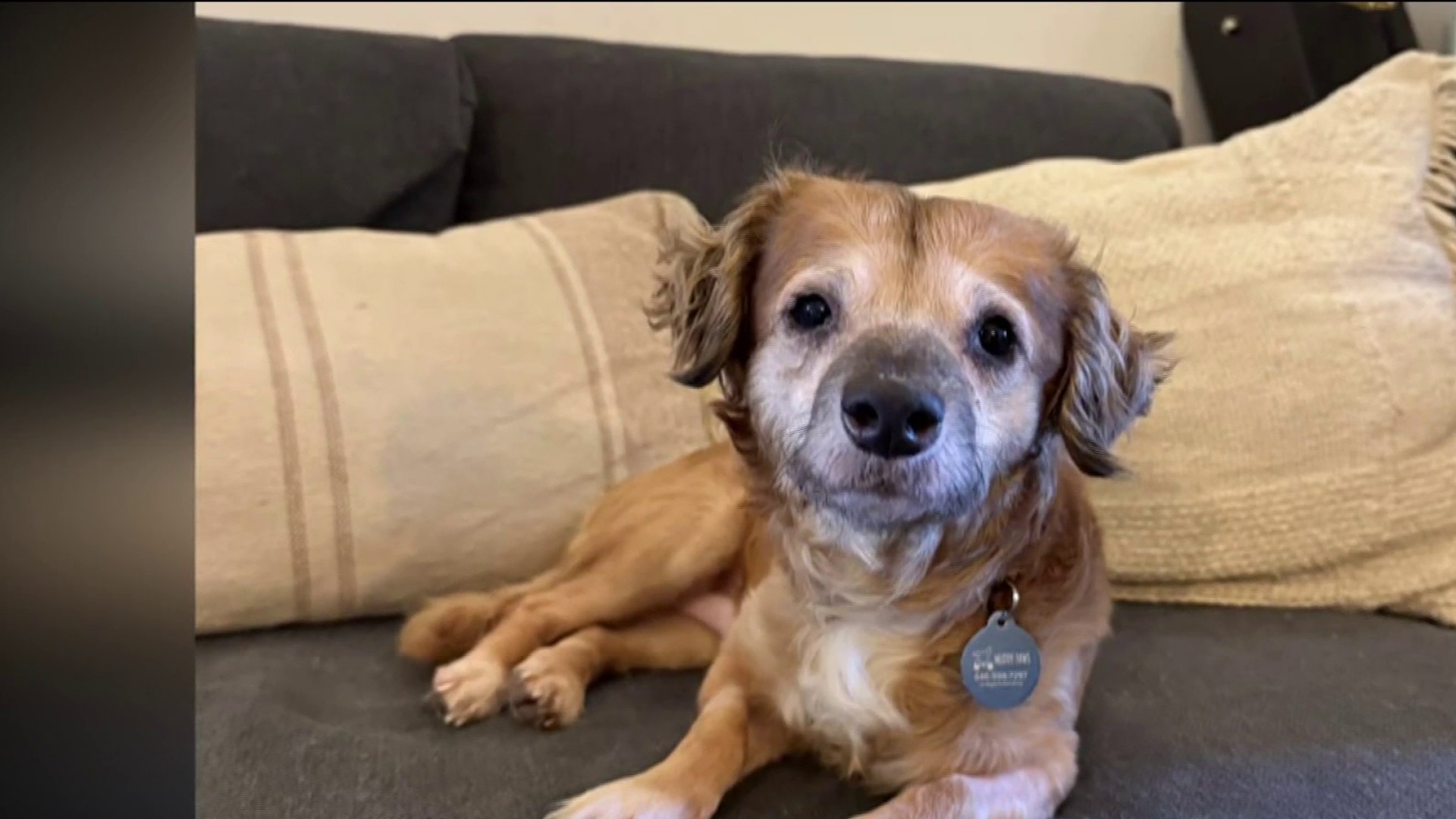 Rescue pup named Tiki captures hearts of millions online