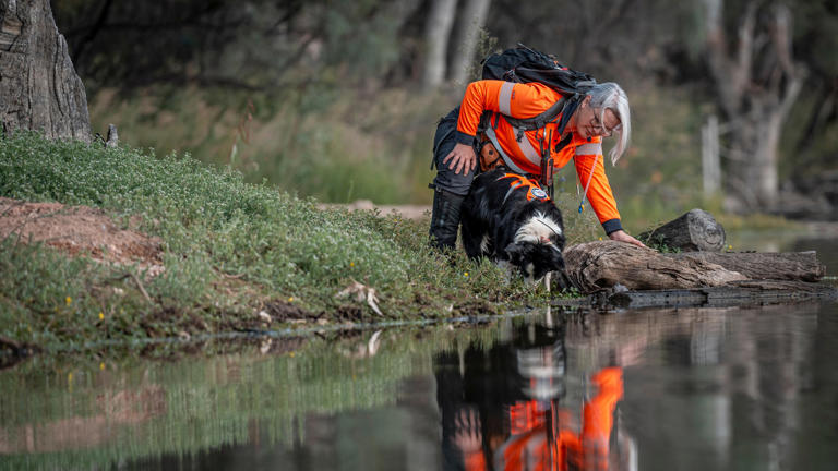 Detection dogs sniff out South Australia's elusive Murray-Darling ...