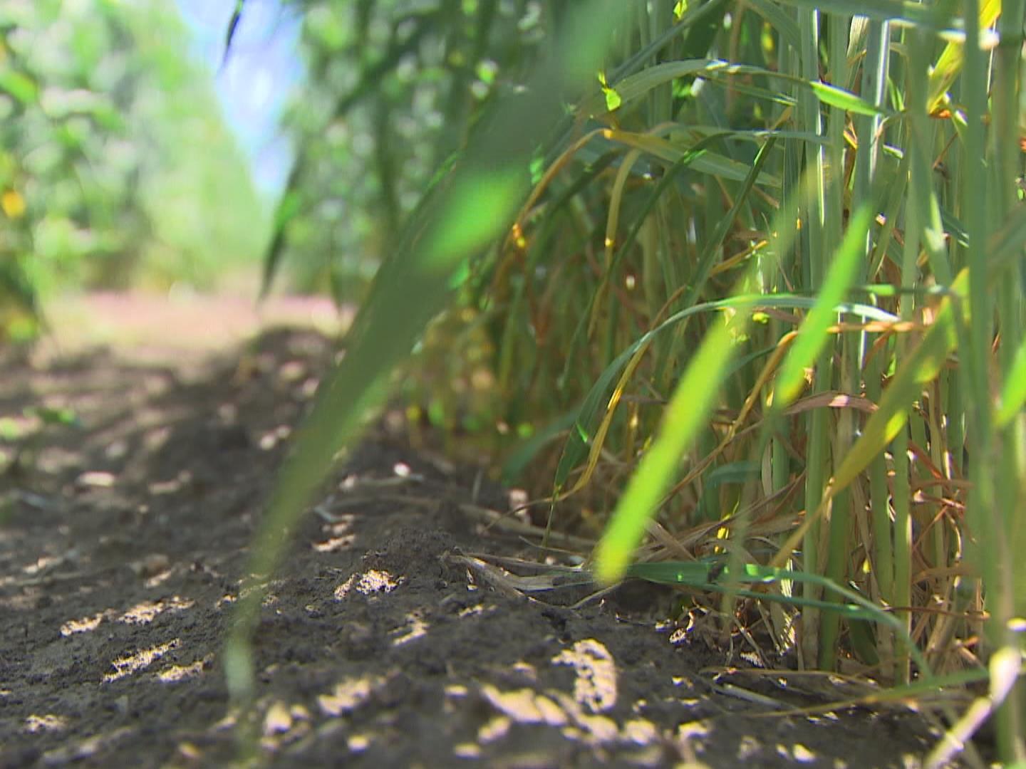 la-matap-dia-lutte-contre-l-acidification-des-sols