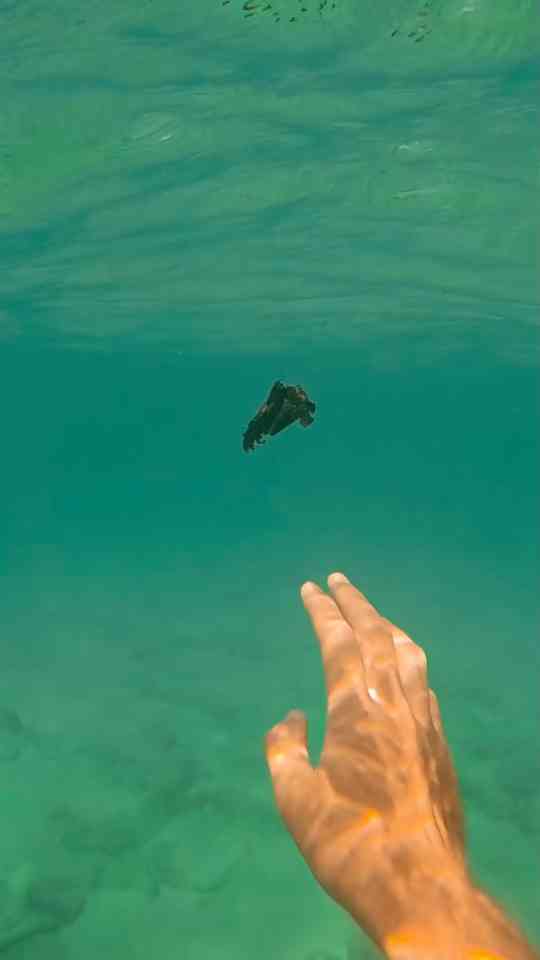 What Is It? You’ll Never Guess What’s Underwater