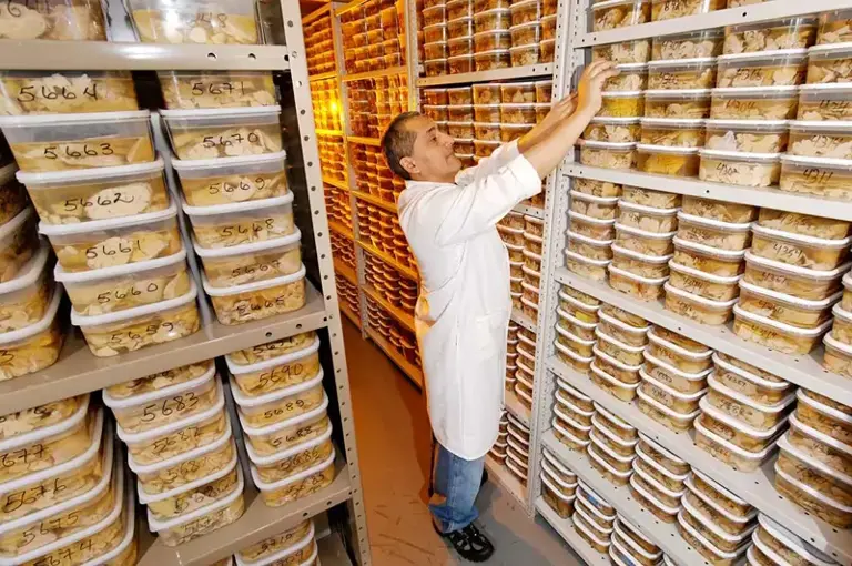 Repositórios médicos como o Harvard Brain and Tissue Resource Centre (acima) armazenam milhares de cérebros saudáveis e doentes, conservados em formol e guardados em tubos de plástico. Em ambientes naturais, porém, os cérebros tendem a degradar-se muito depressa.